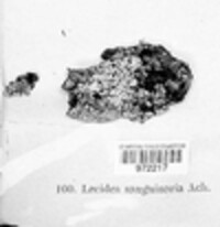 Mycoblastus sanguinarius f. sanguinarius image